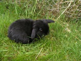 A black dwarf lop rabbit in my garden.