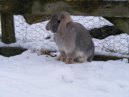 A dwarf lop rabbit in the snow.