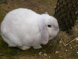 A white dwarf lop rabbit.