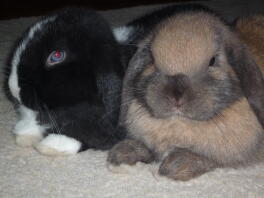 Olii and Roxy - my dwarf lop rabbits.