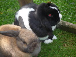 This is my dward lop rabbits called Ollie and Roxy
