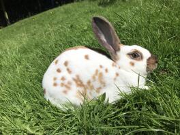 Rabbit in garden