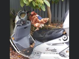 A chicken in a high-vis jacket riding a motorbike.