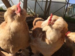 Lovely looking Faverolle chickens