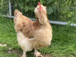 A buff coloured faverolle hen