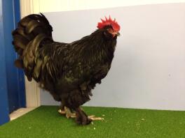 A black faverolle chicken standing on some grass