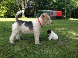 Fox terriers enjoying the sun with hens in the background