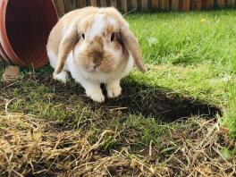 a brown and white bunny rabbit in a garden