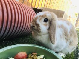 A french lop rabbit eating food.