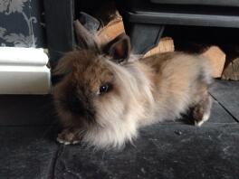 Beautiful sable point lionhead doe