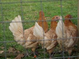 Some amazing fresian chickens