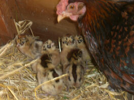 Fresian chicken and chicks.
