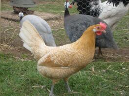 Friesian Chickens in run