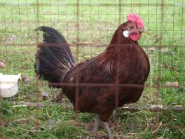 A red pencilled friesian pullet.