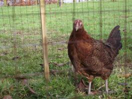 A red pencilled friesian pullet.