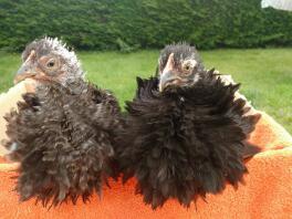 The frizzle chicks