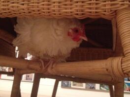 Frizzle chicken hiding in the supports of a table