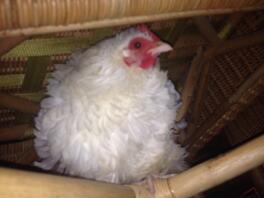 Frizzle chicken standing on the supports of a table