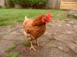 A gingernut ranger chicken.