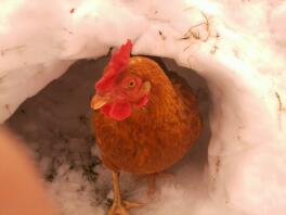 A gingernut ranger chicken in a snow mound.