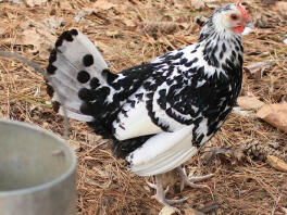 a black and white chicken in a garden on some hay