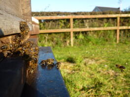 Gathering at the front of the hive