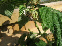 A honeybee on a leaf.