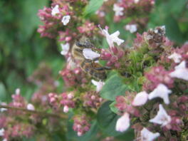 A honey bee collecting nector.