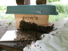 A bee swarm entering a temporary hive.