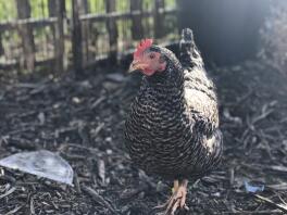 a black and white hybrid chicken