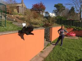 A chicken jumping from a wall.