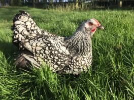 a black and white chicken sat on a lawn