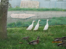 lots of ducks including three Indian runner ducks in a garden behind some netting