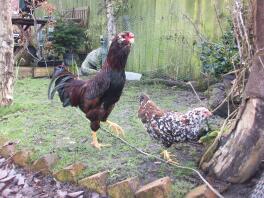 Chickens in the garden