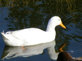 A white indian runner drake.