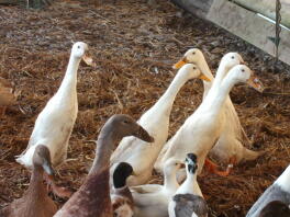 A flock of indian runner ducks - don't they look fun!