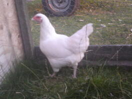 A white ixworth hen.