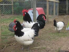 Lakenvelder Chickens and Cockerel in run with red Eglu Chicken Coop in the background