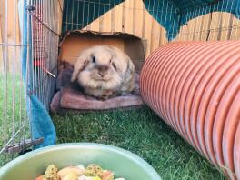 a lionhead rabbit inside a run with lots of toys