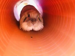 a lionhead rabbit in a tunnel