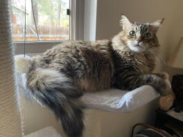 A maine coon cat lying down