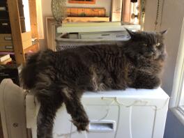 A Maine Coon cat sat on a radiator.