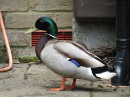 The male mallard