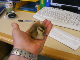 Holding a tiny mallard duckling.