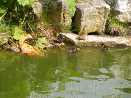 Mallard ducks in a pond.