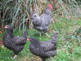 Chickens in garden