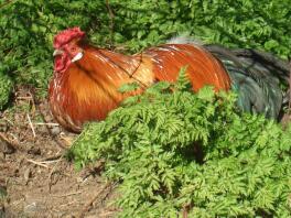 Brown Marsh Daisy Cockerel sitting down