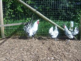 Chickens outside in run