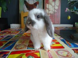 Mini Lop Rabbit