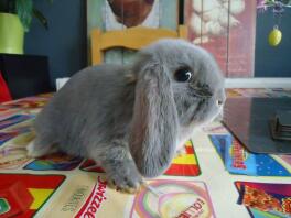 Mini Lop Rabbit